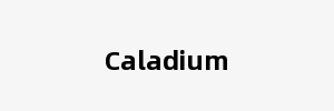 Caladium